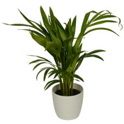 Areca + Cache pot Blanc